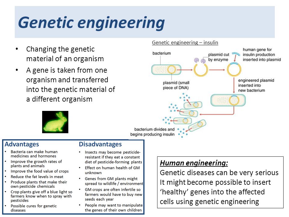 Genetic engineering Changing the genetic material of an organism A gene is taken from one organism and transferred into the genetic material of a different organism Human engineering: Genetic diseases can be very serious It might become possible to insert ‘healthy’ genes into the affected cells using genetic engineering Genetic engineering – insulin