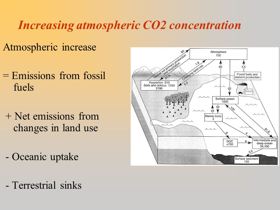 Increasing atmospheric CO2 concentration Atmospheric increase = Emissions from fossil fuels + Net emissions from changes in land use - Oceanic uptake - Terrestrial sinks