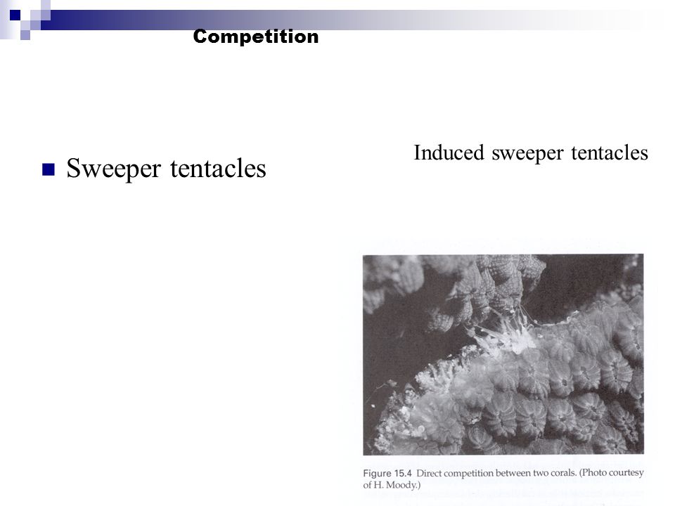 Competition Sweeper tentacles Induced sweeper tentacles