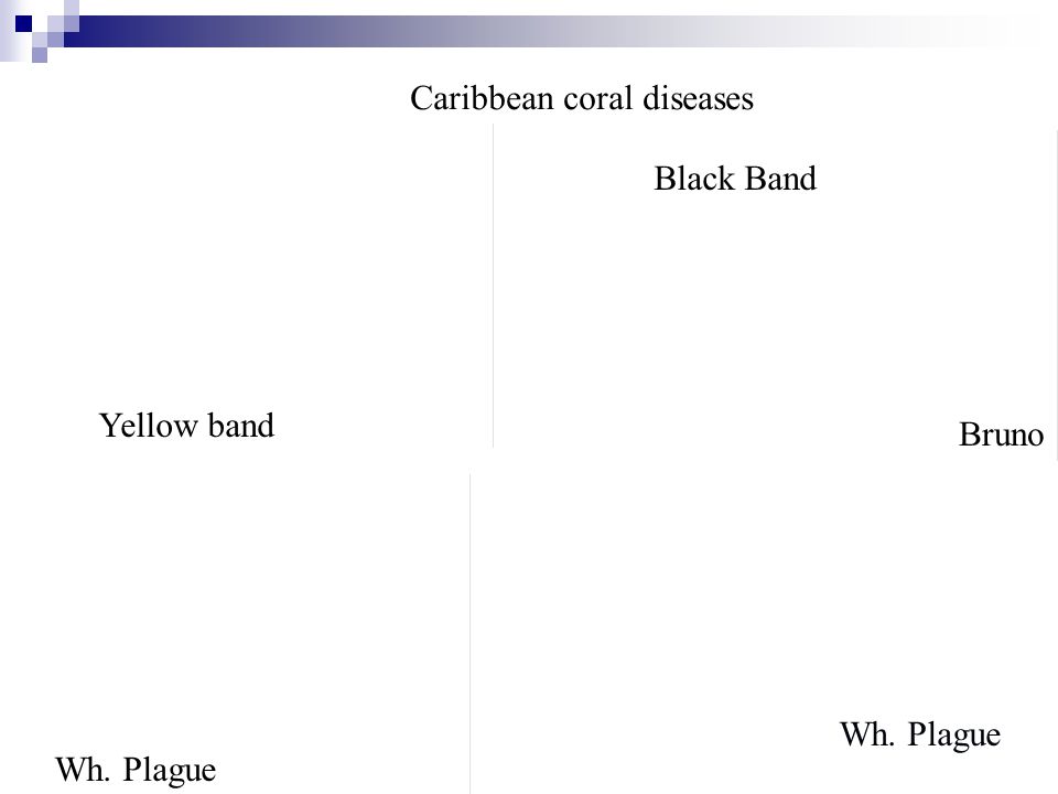 Bruno Wh. Plague Black Band Yellow band Wh. Plague Caribbean coral diseases