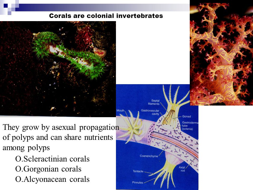 Corals are colonial invertebrates They grow by asexual propagation of polyps and can share nutrients among polyps O.Scleractinian corals O.Gorgonian corals O.Alcyonacean corals
