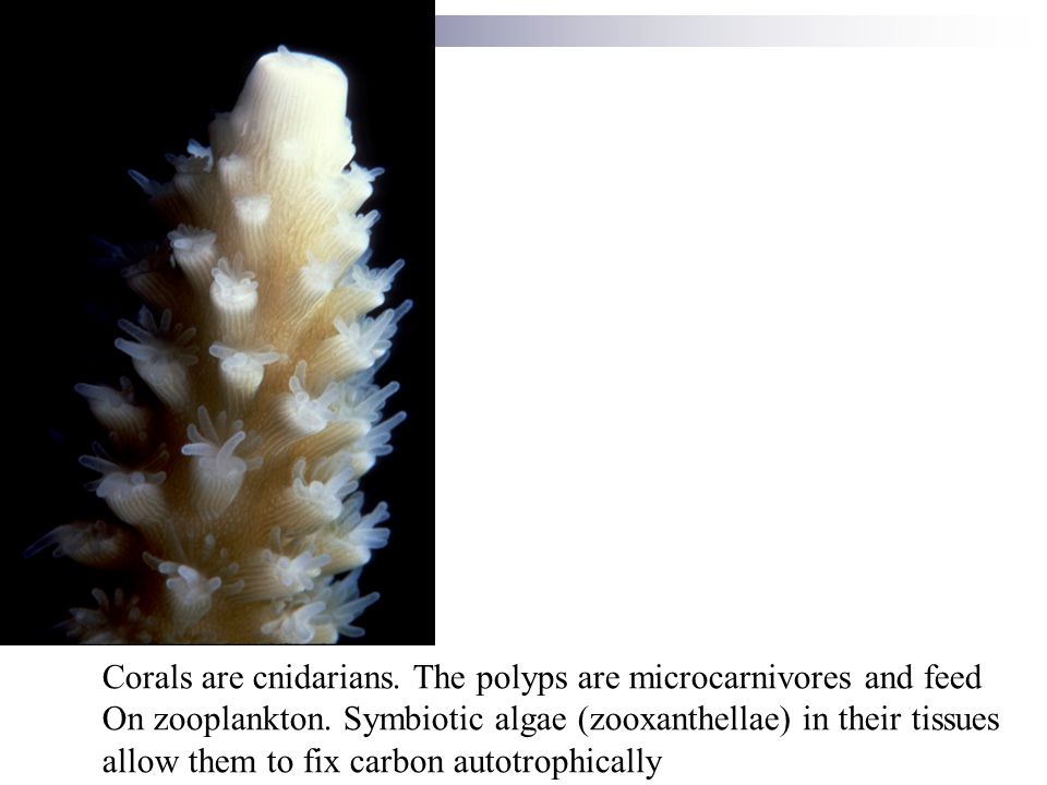 Corals are cnidarians. The polyps are microcarnivores and feed On zooplankton.