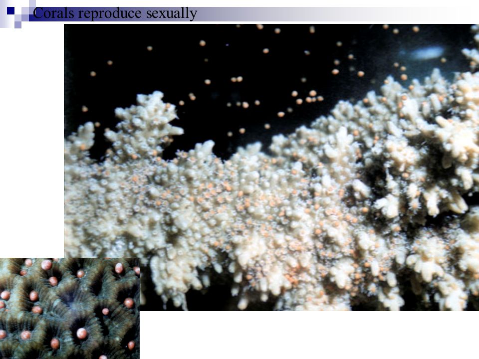 Corals reproduce sexually