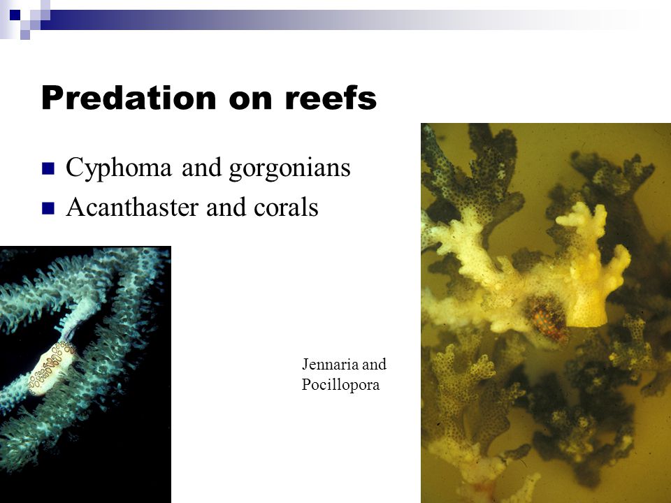 Predation on reefs Cyphoma and gorgonians Acanthaster and corals Jennaria and Pocillopora