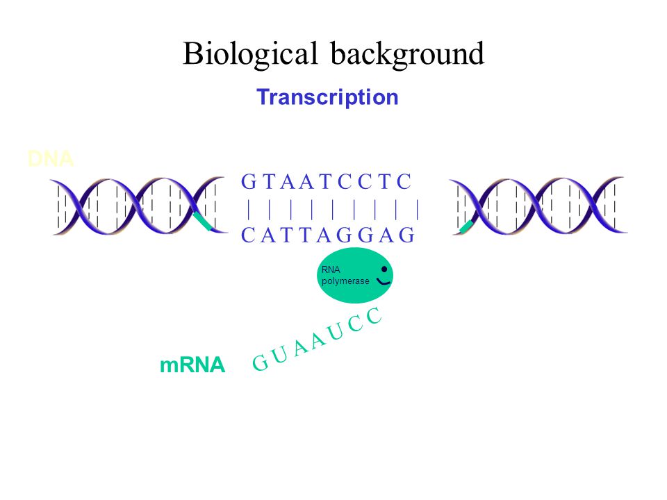 Biological background G T A A T C C T C | | | | | | | | | C A T T A G G A G DNA G U A A U C C RNA polymerase mRNA Transcription