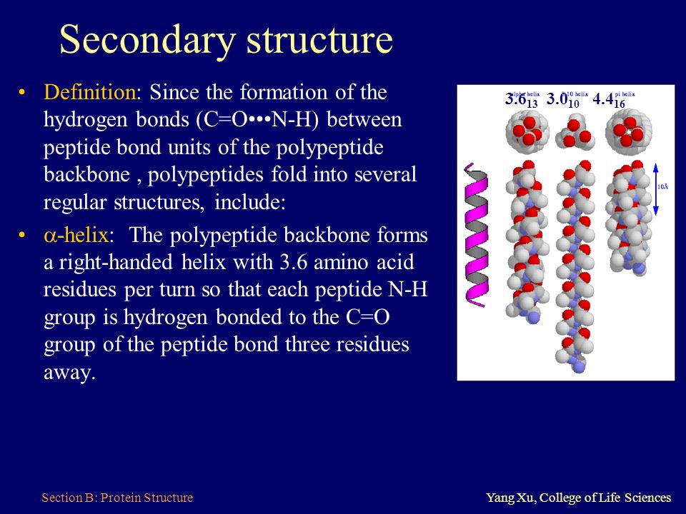 Section B Protein StructureYang Xu College of Life Sciences