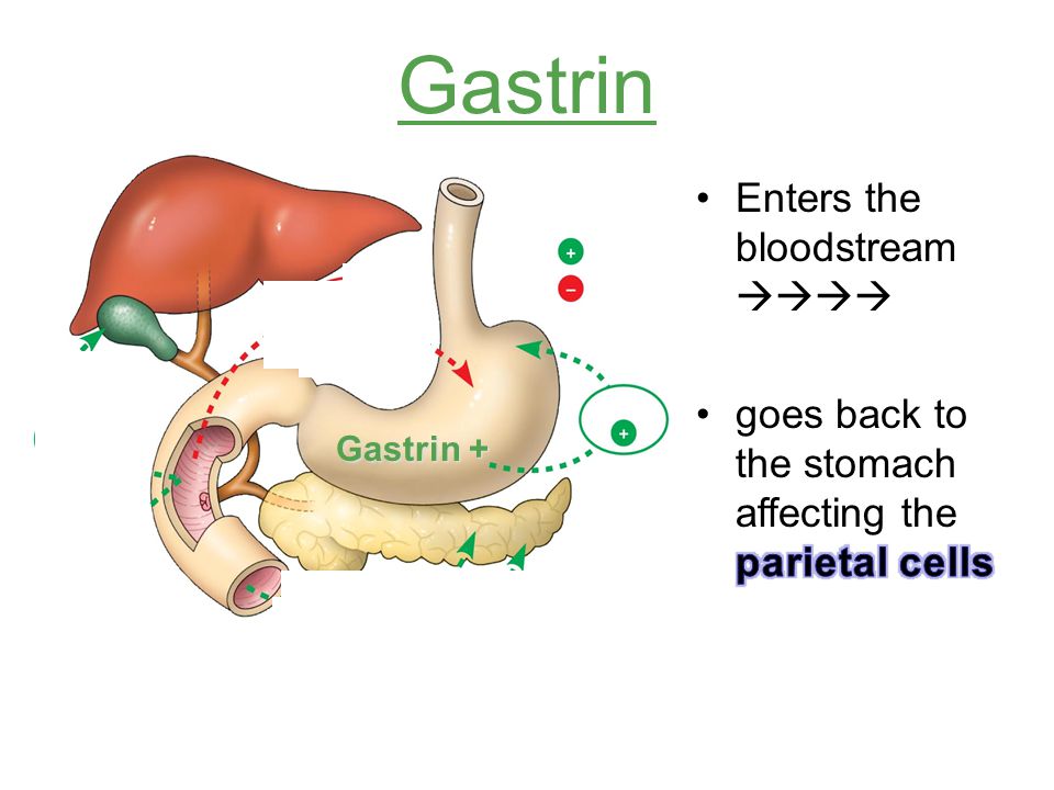 Image result for gastrin hormone