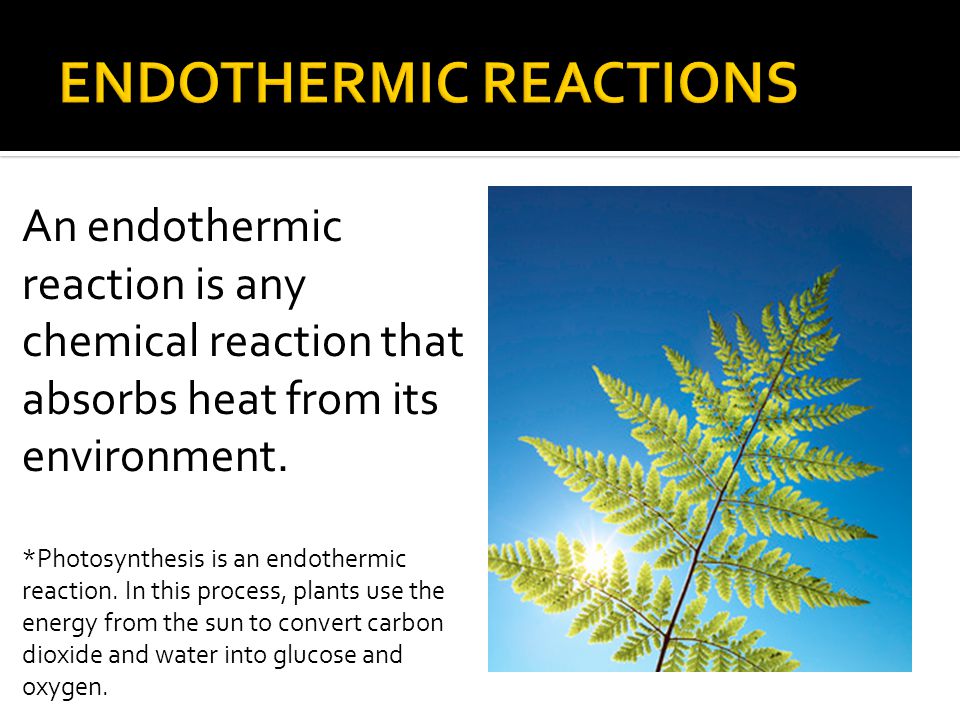 Image result for endothermic reactions plant