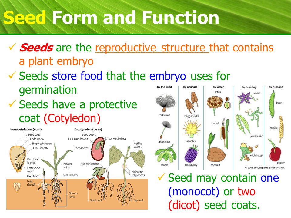 Contain plants. Plant Biology. Биология растения картинки. Form and function. Узел биология растения.