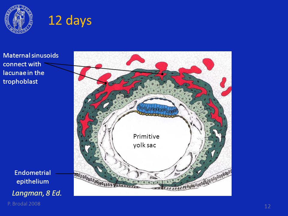 The Placenta and the Embryo Per Brodal Institutt for medisinske basalfag  Universitetet i Oslo 9th Semester ppt download