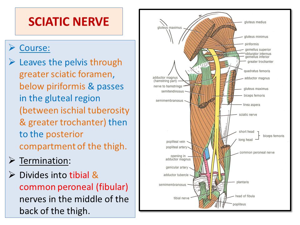 Lumbosacral plexus Sciatic and Femoral nerves By Prof. Saeed Abuel ...