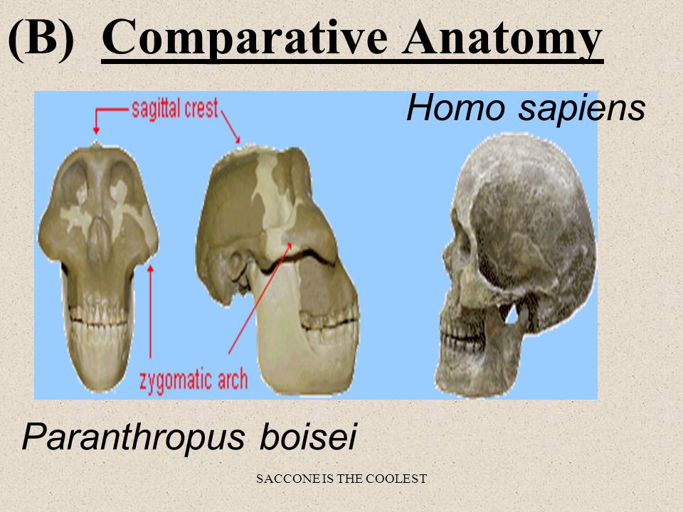 SACCONE IS THE COOLEST (B) Comparative Anatomy 1.Evidence supports that similarities of basic structures exist between different organisms 2.Homologous structures are anatomical parts found in different organisms in origin and structure 3.The presence of such homologous structures suggest that these organisms have evolved from a common ancestor