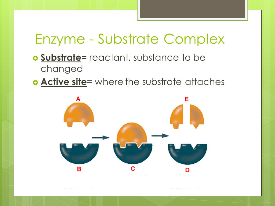 Enzyme - Substrate Complex  Substrate = reactant, substance to be changed  Active site = where the substrate attaches