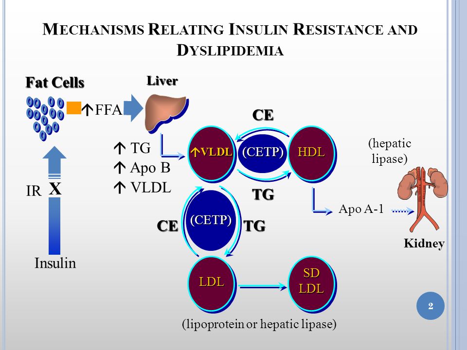 M ECHANISMS R ELATING I NSULIN R ESISTANCE AND D YSLIPIDEMIA  TG  Apo B  VLDL (hepatic lipase) Kidney (CETP)CEHDL TG Apo A-1 (CETP) (lipoprotein or hepatic lipase) SD LDL LDL TGCE Fat Cells Liver Insulin IR X  FFA 2