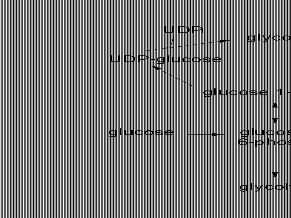 DENTAL 11 PENTOSE BIOCHEMISTRY ... 2015 Lecture PHOSPHATE PHOSPHATE PENTOSE 2015 BIOCHEMISTRY ... 11 DENTAL Lecture
