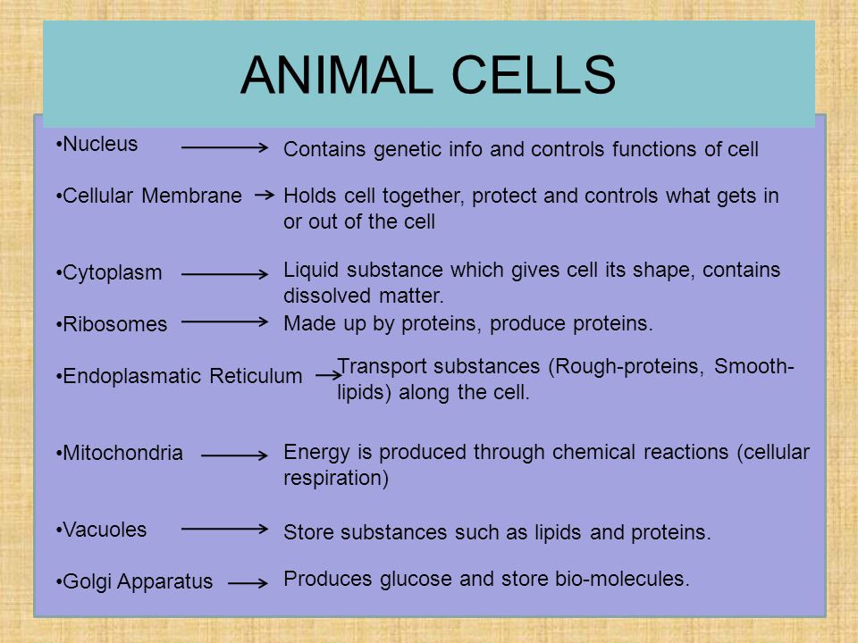 Unit 1 ORGANISMS Lesson 1. ORGANISMS!!!!!!! ALL THE LIVING THINGS ARE MADE  UP BY CELLS. - ppt download