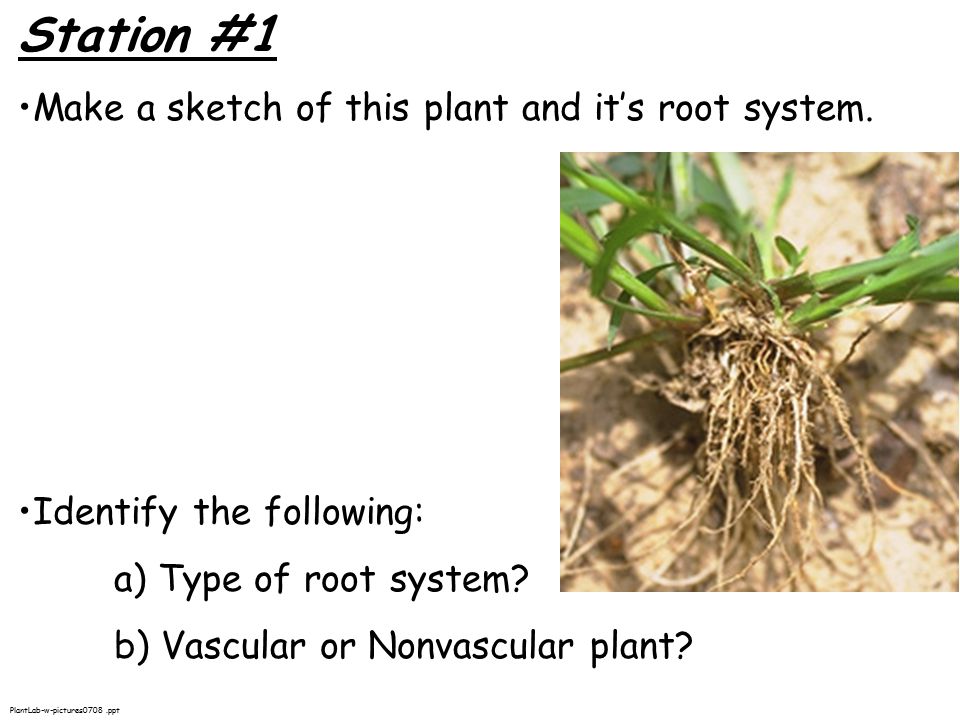 Station #1 Make a sketch of this plant and it’s root system.