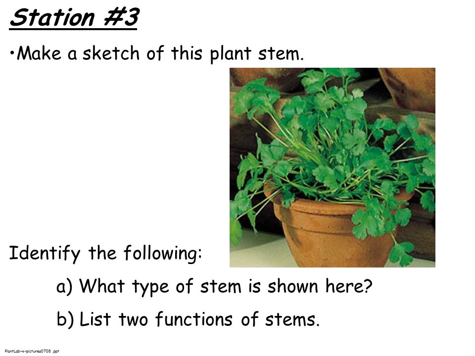 Station #3 Make a sketch of this plant stem.