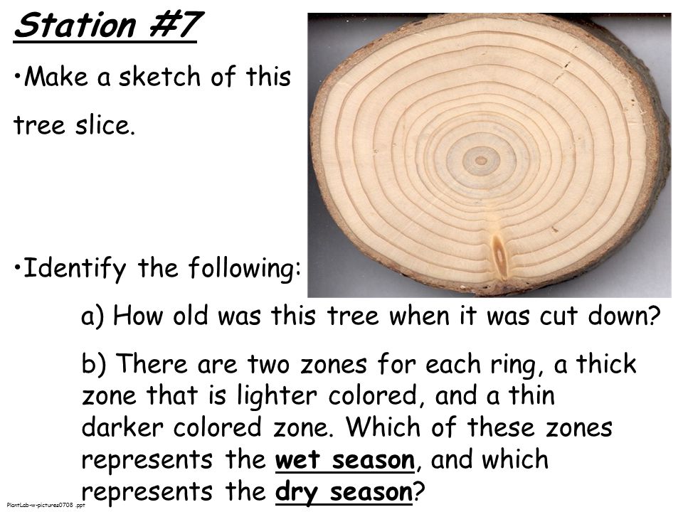 Station #7 Make a sketch of this tree slice.
