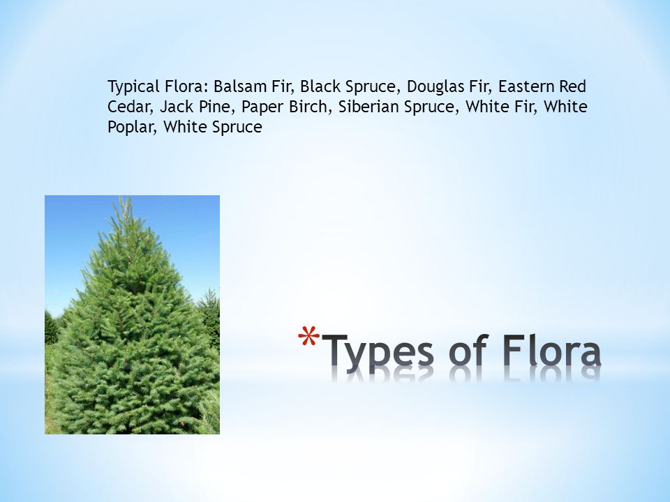 Typical Flora: Balsam Fir, Black Spruce, Douglas Fir, Eastern Red Cedar, Jack Pine, Paper Birch, Siberian Spruce, White Fir, White Poplar, White Spruce