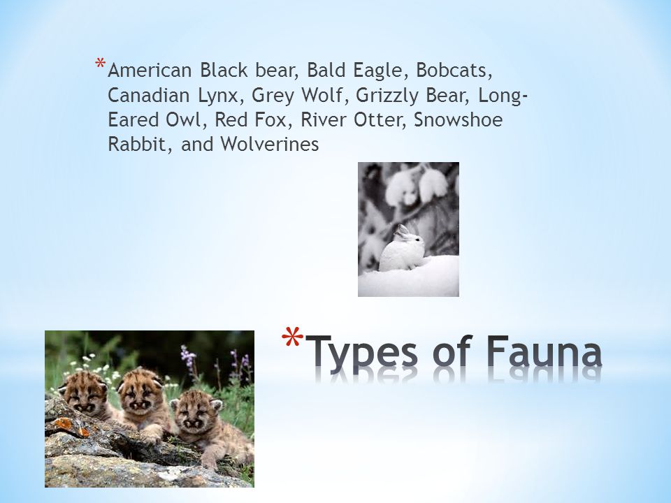 * American Black bear, Bald Eagle, Bobcats, Canadian Lynx, Grey Wolf, Grizzly Bear, Long- Eared Owl, Red Fox, River Otter, Snowshoe Rabbit, and Wolverines