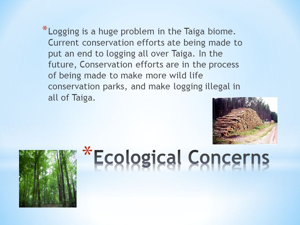 * Logging is a huge problem in the Taiga biome.