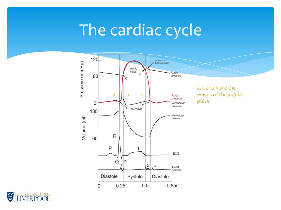 The Cardiac Cycle David Taylor Ppt Download