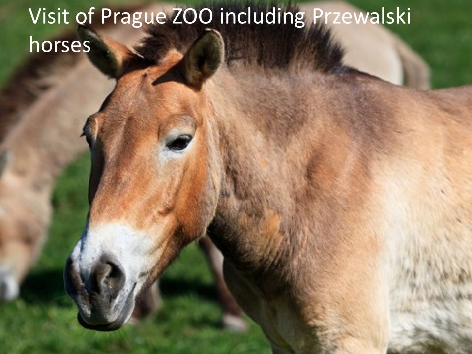 Visit of Prague ZOO including Przewalski horses