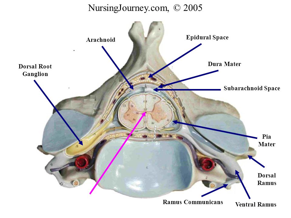 ventral epidural space