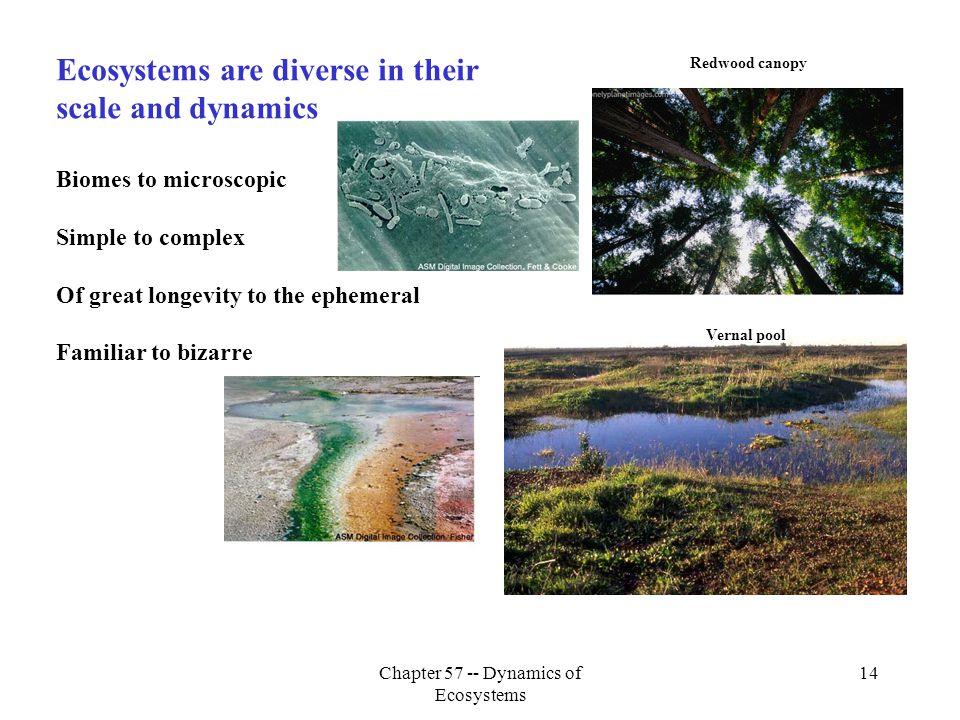 Chapter Dynamics Of Ecosystems 1 Chapter 57 – Dynamics Of Ecosystems ...