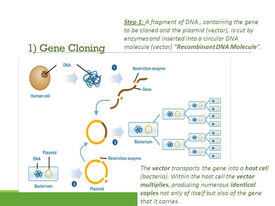 1) Gene Cloning Step 1: A fragment of DNA, containing the gene to be cloned and the plasmid (vector), is cut by enzymes and inserted into a circular DNA molecule (vector) Recombinant DNA Molecule .