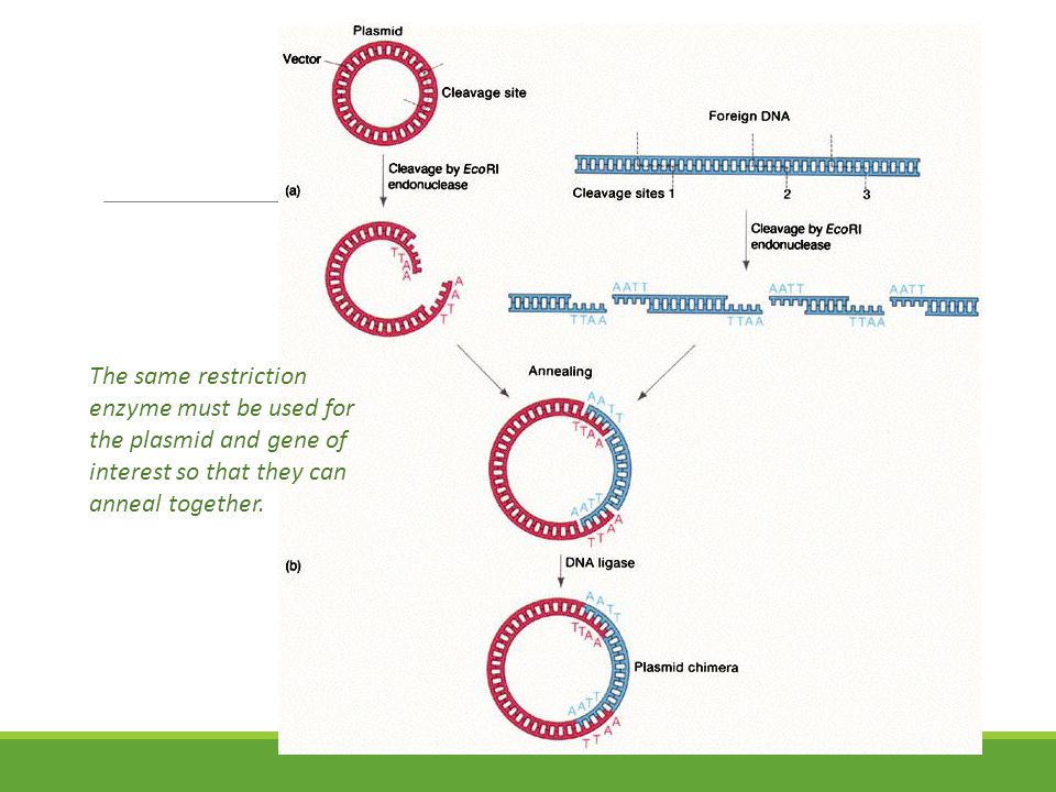 The same restriction enzyme must be used for the plasmid and gene of interest so that they can anneal together.