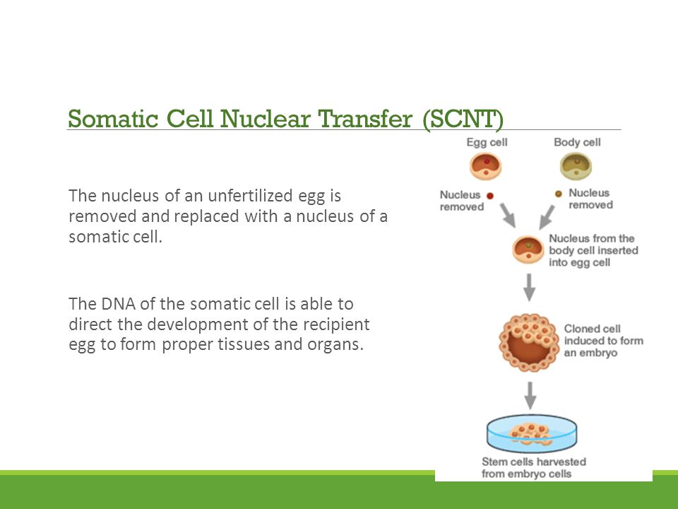 The nucleus of an unfertilized egg is removed and replaced with a nucleus of a somatic cell.