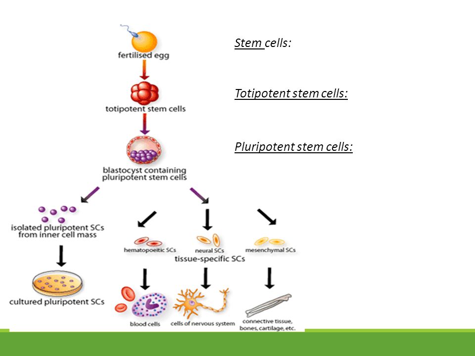 Stem cells: Totipotent stem cells: Pluripotent stem cells:
