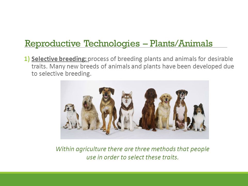 1)Selective breeding: process of breeding plants and animals for desirable traits.