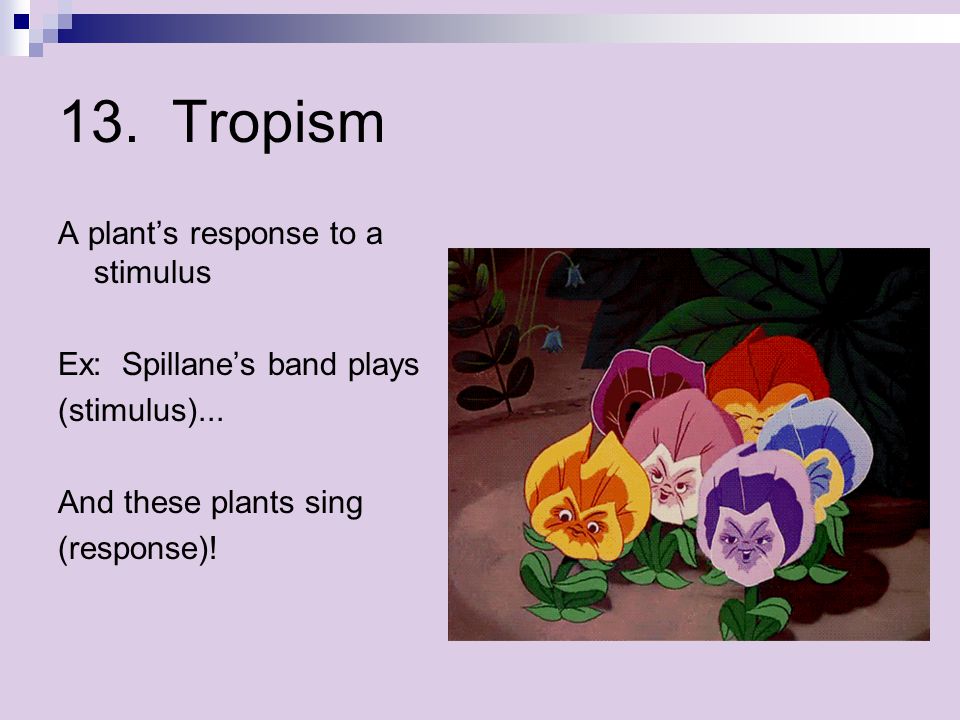 13. Tropism A plant’s response to a stimulus Ex: Spillane’s band plays (stimulus)...