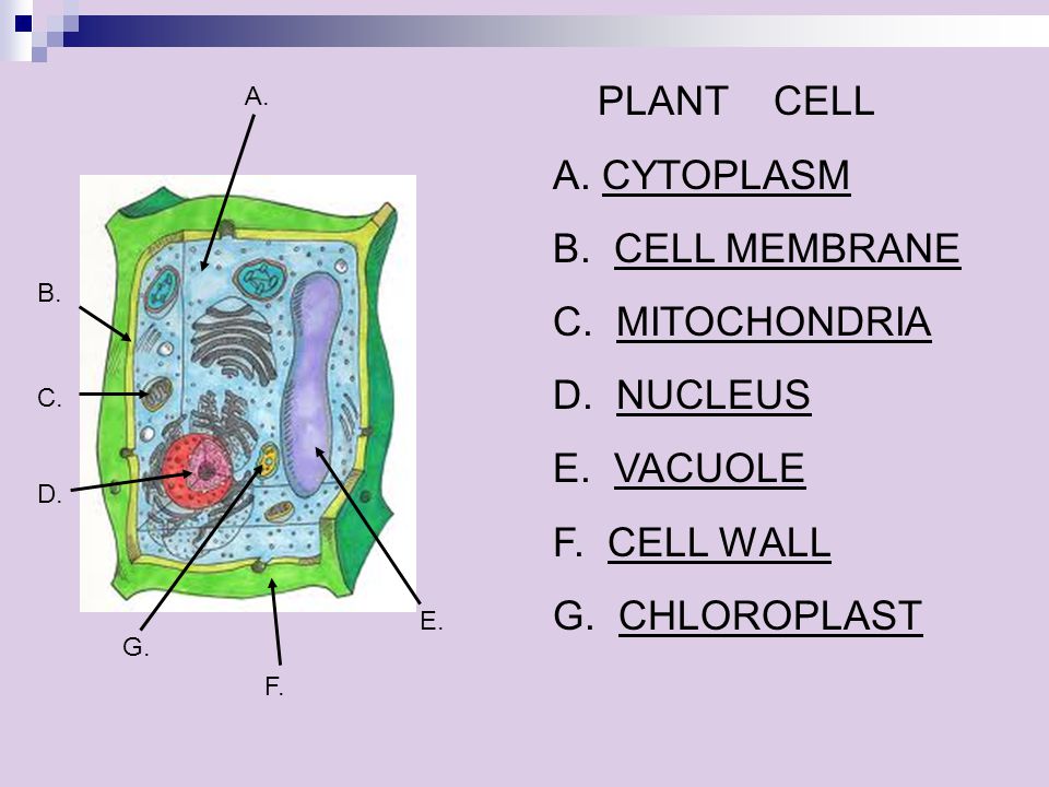 PLANT & ANIMAL CELL FUNCTION TEST REVIEW TEST DATE: TUESDAY, SEPTEMBER 30,  ppt download