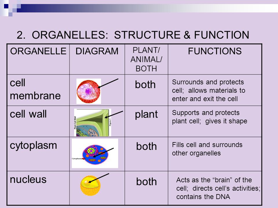 Plant Animal Cell Function Test Review Test Date Tuesday September 30 Ppt Download