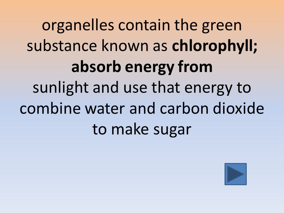 organelles contain the green substance known as chlorophyll; absorb energy from sunlight and use that energy to combine water and carbon dioxide to make sugar