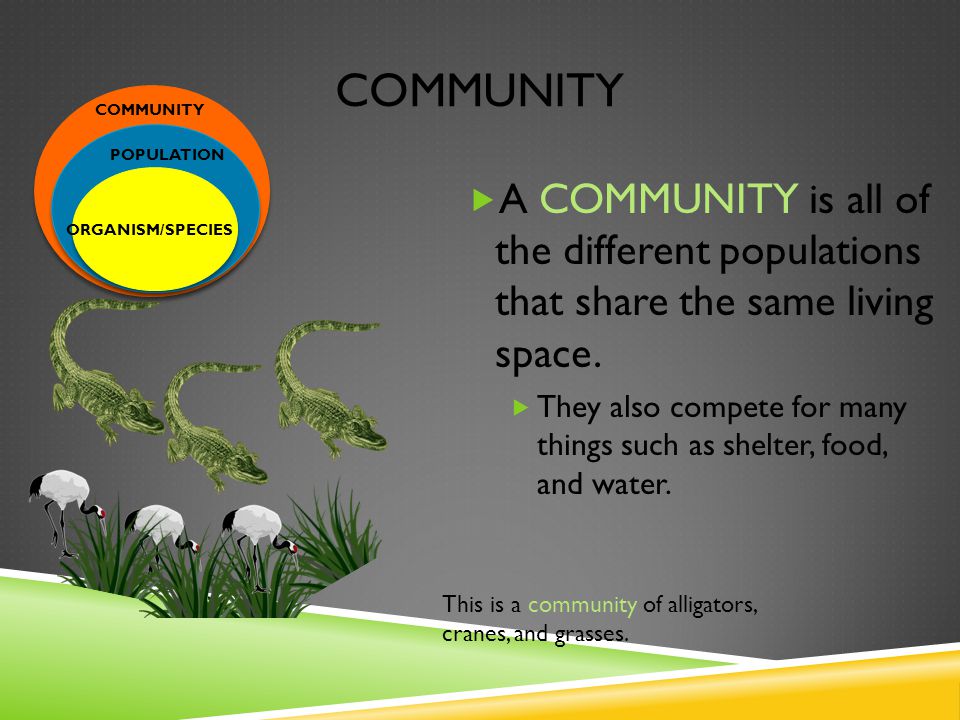 COMMUNITY  A COMMUNITY is all of the different populations that share the same living space.