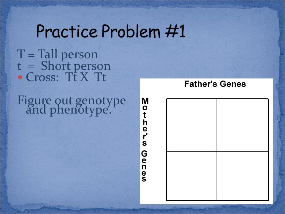 T = Tall person t = Short person Cross: Tt X Tt Figure out genotype and phenotype.