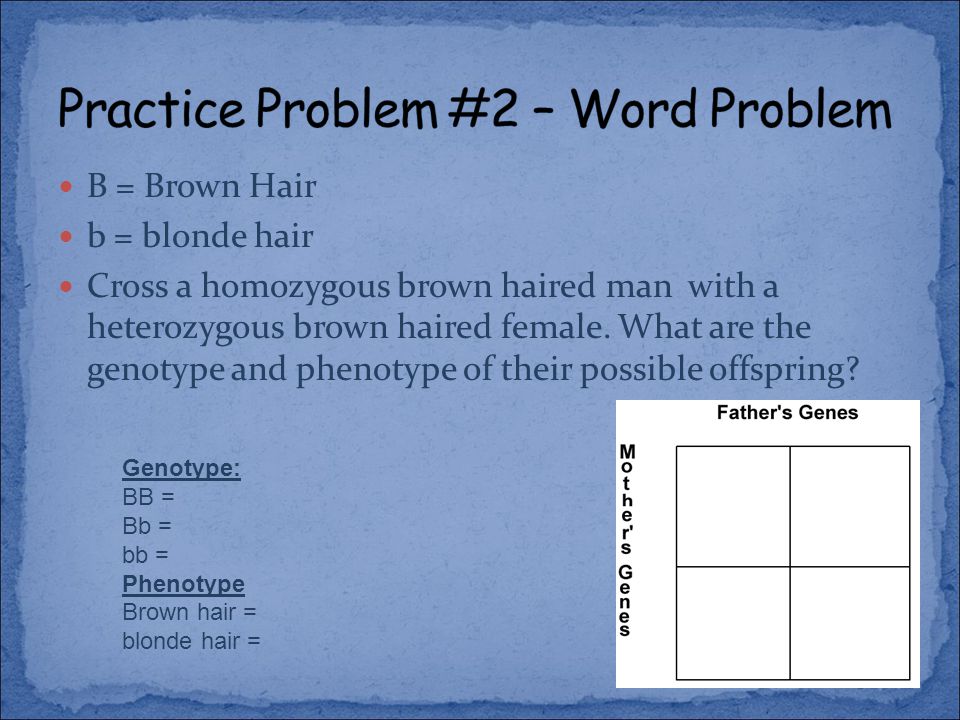 B = Brown Hair b = blonde hair Cross a homozygous brown haired man with a heterozygous brown haired female.