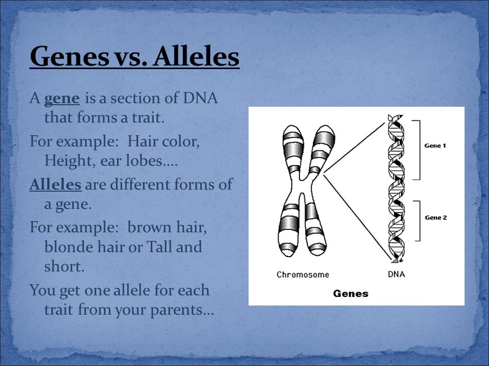 A gene is a section of DNA that forms a trait. For example: Hair color, Height, ear lobes….