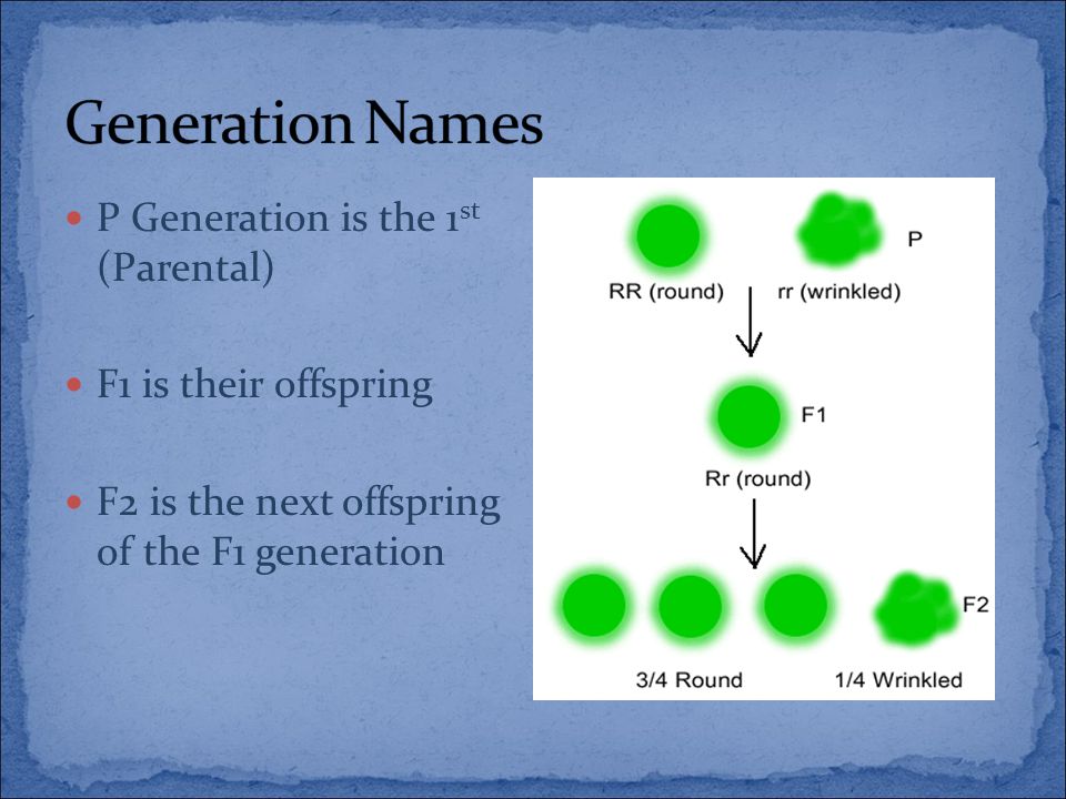 P Generation is the 1 st (Parental) F1 is their offspring F2 is the next offspring of the F1 generation