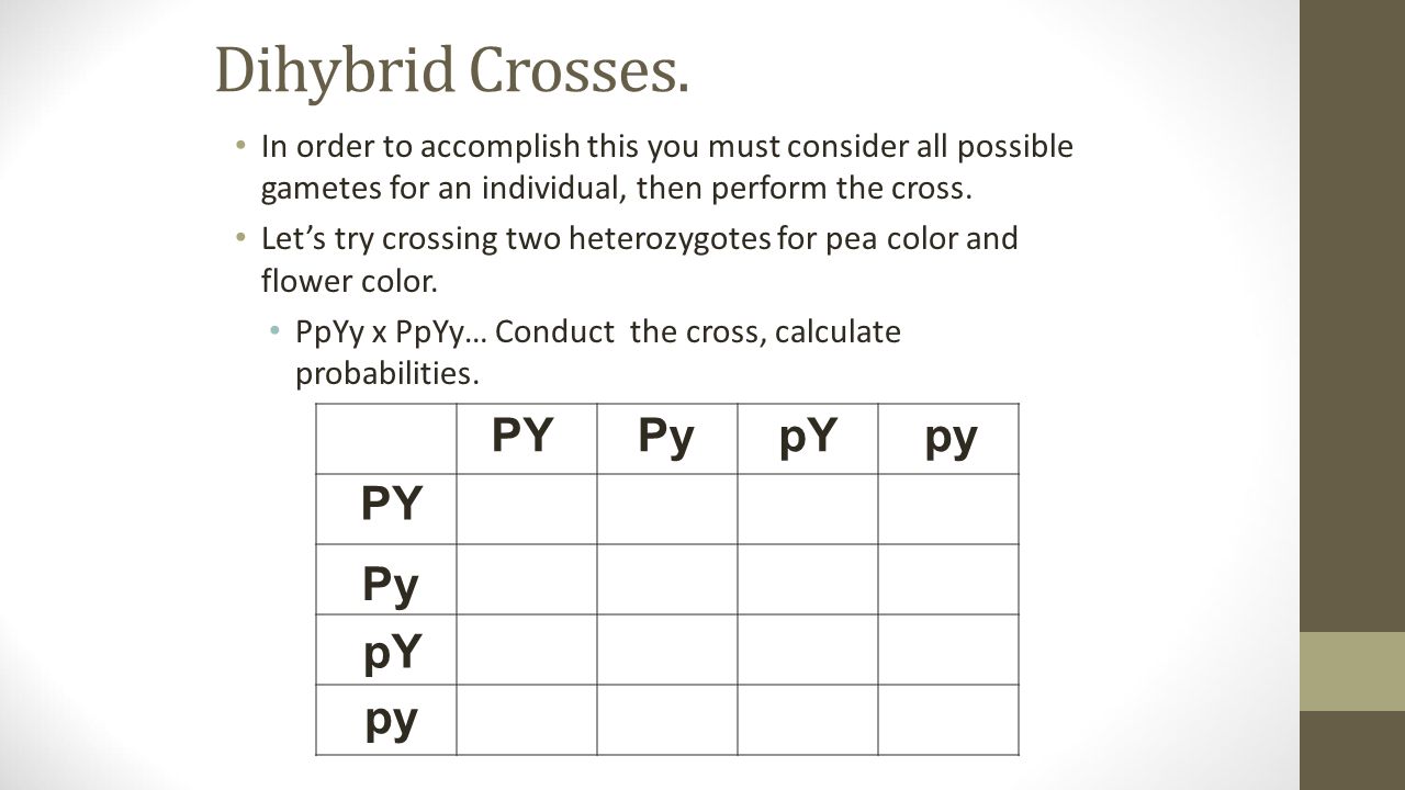 Dihybrid Crosses. 
