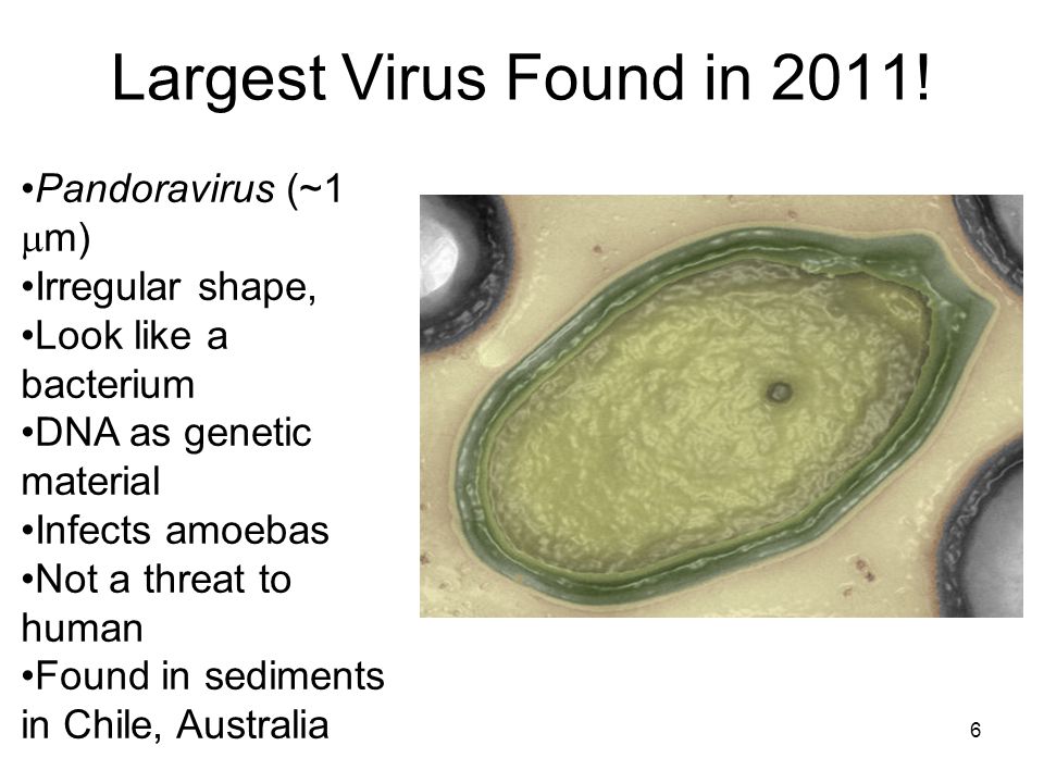 Find viruses