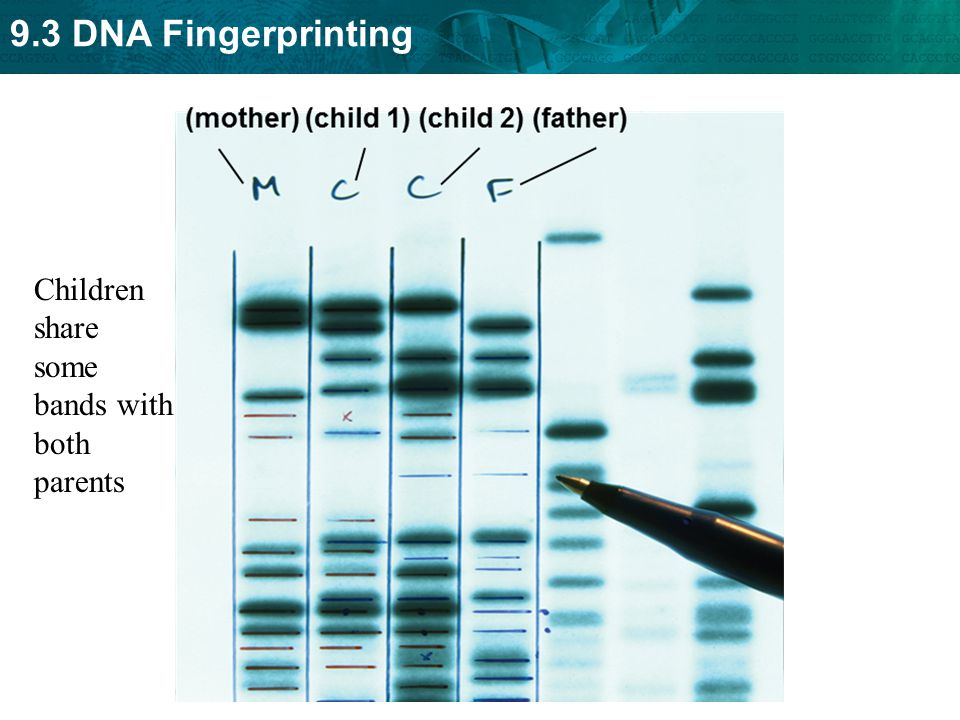 9.3 DNA Fingerprinting Children share some bands with both parents