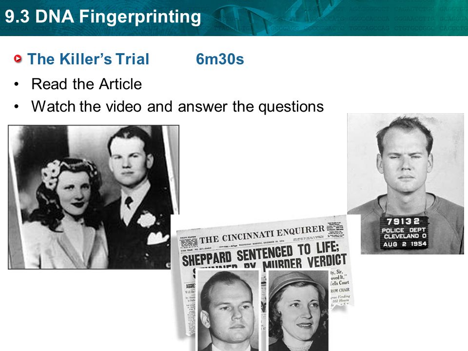 9.3 DNA Fingerprinting The Killer’s Trial 6m30s Read the Article Watch the video and answer the questions