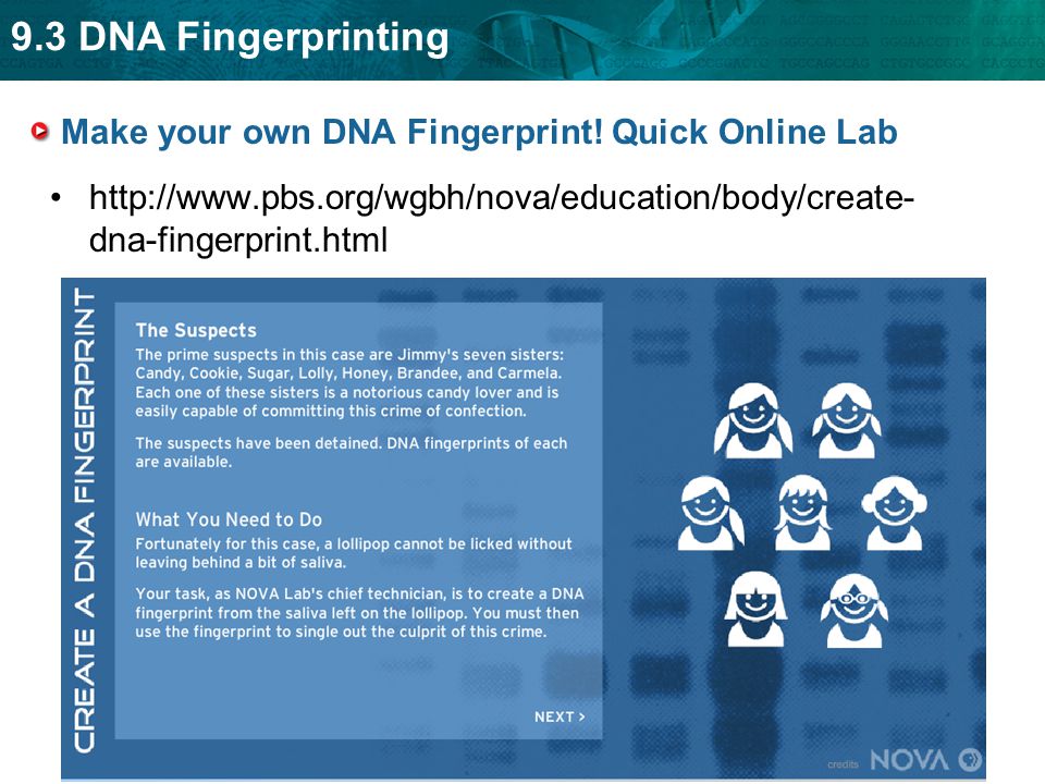 9.3 DNA Fingerprinting Make your own DNA Fingerprint.