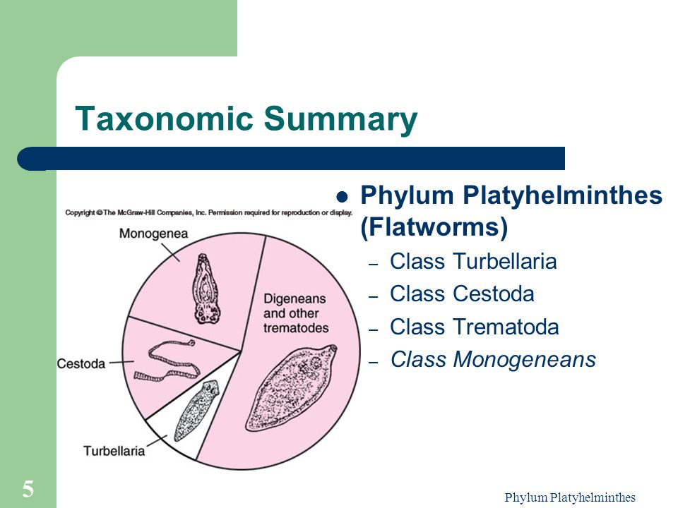 taxonomie platyhelminth